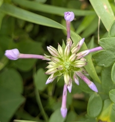 Phlox maculata, photograph (c) Bria Abeles-Allison, some rights reserved (CC BY)