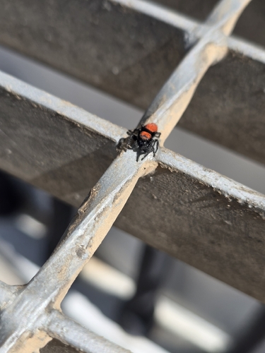 Apache Jumping Spider