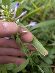 Phlox maculata, photograph (c) Bria Abeles-Allison, some rights reserved (CC BY)