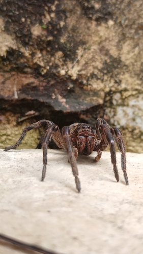 Lycosa erythrognatha