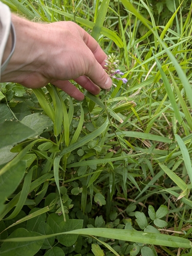 Phlox maculata, photograph 3