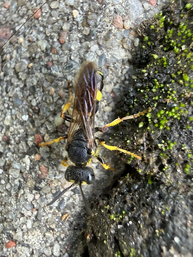 Ornate-tailed Digger Wasp