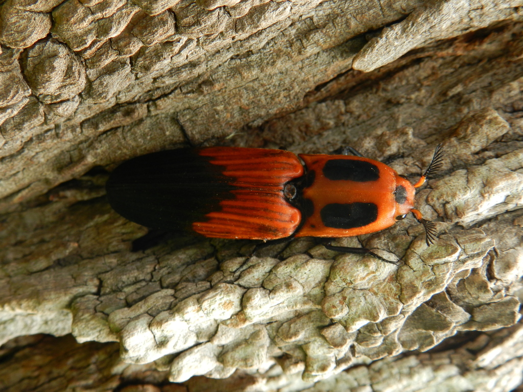 Hemirhipus elegantissimus
