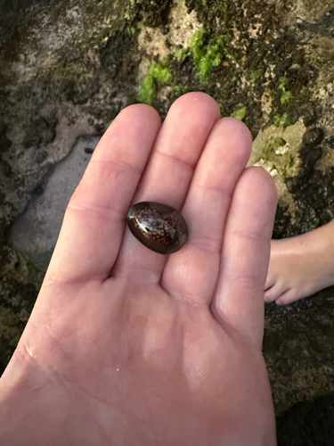 Monetaria caputserpentis observed 2026-07-25