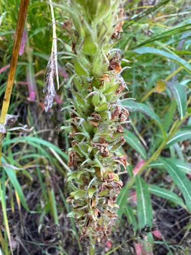Pedicularis bracteosa, photograph 3