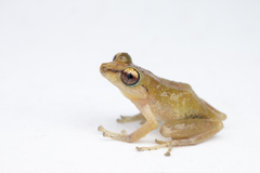 Pristimantis subsigillatus