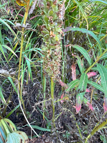 Pedicularis bracteosa, photograph 4
