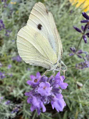 Small White