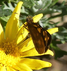 Metisella metis paris