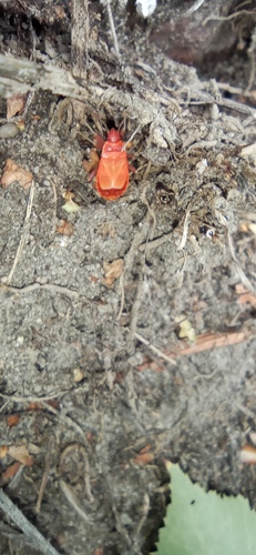 European Firebug