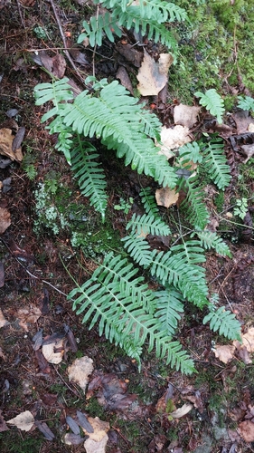common polypody