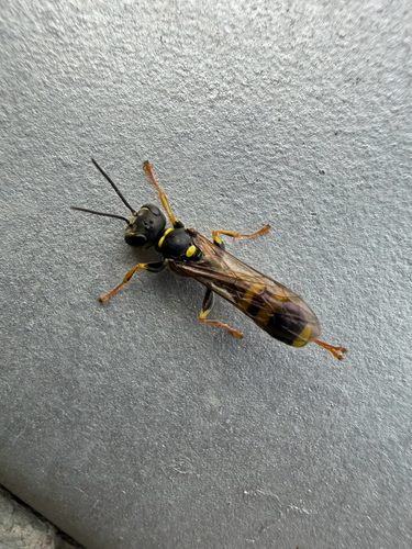 Field digger wasp