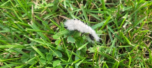 Hickory Tussock Moth