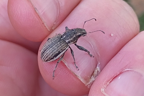 White-fringed weevil