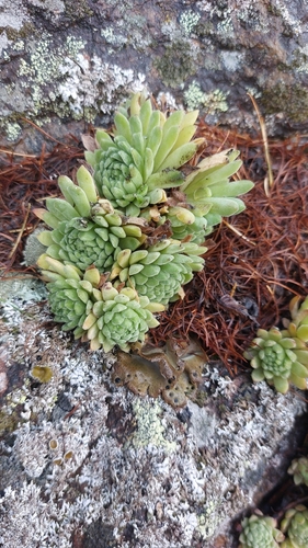 Mountain Houseleek