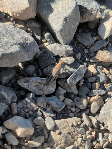 iNaturalist observation photo of Crackling Forest Grasshopper