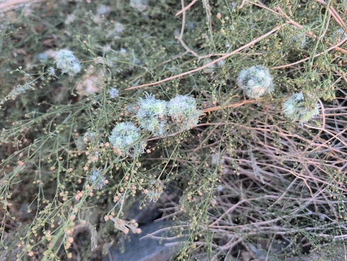 iNaturalist observation photo of Woolly Bud Gall Midge
