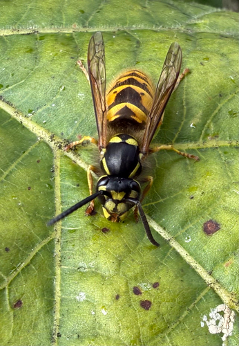 Common European Yellowjacket