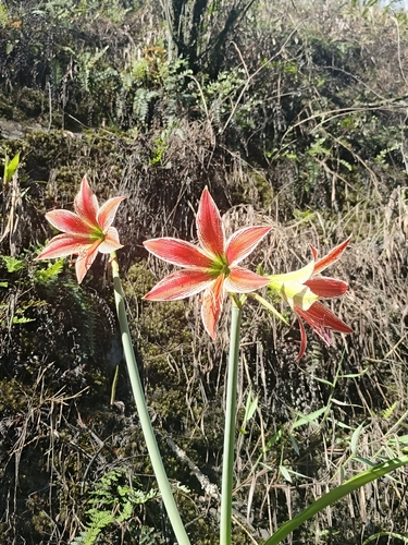 Hippeastrum lapacense