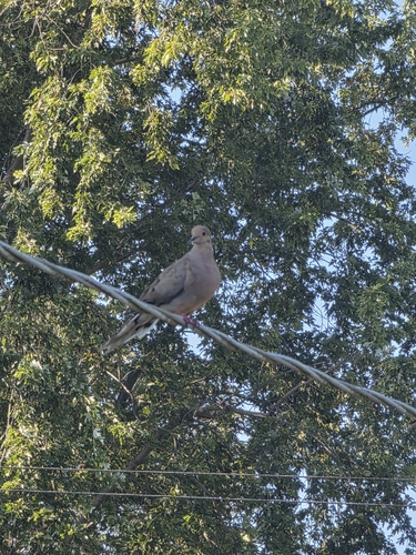 Mourning Dove