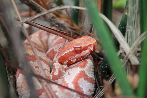 Florida Cottonmouth, Georgia, US, photo 7 of 10