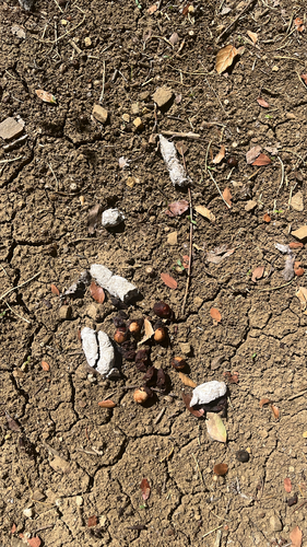 iNaturalist observation photo of Winged and Once-winged Insects