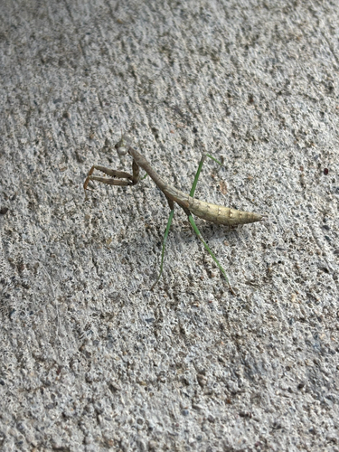 Carolina Mantis