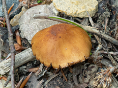 Conocybe aporos