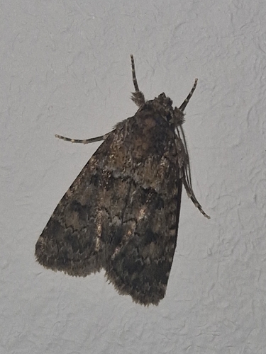 Nyctobrya simonyi