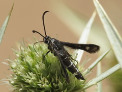 Pyropteron affinis