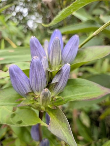 Gentiana andrewsii, photograph 6