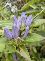 Gentiana andrewsii, photograph (c) Bria Abeles-Allison, some rights reserved (CC BY)