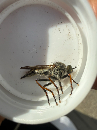 Neomochtherus geniculatus