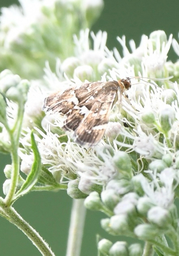 Spotted Beet Webworm Moth