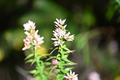 Sprengelia incarnata, photograph 6