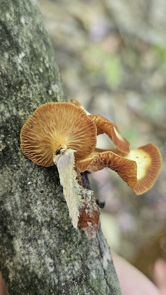 Neofavolus suavissimus · September 2026 · photo: Photo: (c) Sam Bucciarelli, some rights reserved (CC BY) · iNaturalist