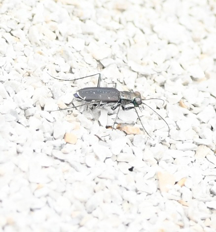 Punctured Tiger Beetle