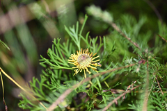 Isopogon anemonifolius, photograph (c) Bryce Watts-Parker, some rights reserved (CC BY)