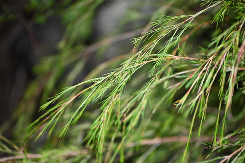 Baeckea linifolia