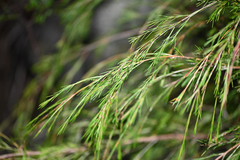 Baeckea linifolia