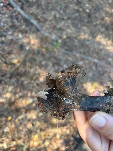 iNaturalist observation photo of Mushrooms, Bracket Fungi, Puffballs, and Allies