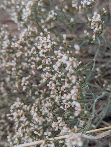 Eriogonum effusum, photograph 4