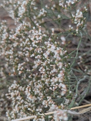Eriogonum effusum, photograph (c) Eric Watts, some rights reserved (CC BY)