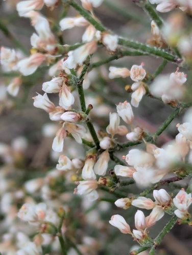 Eriogonum effusum, photograph 5