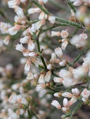 Eriogonum effusum, photograph (c) Eric Watts, some rights reserved (CC BY)