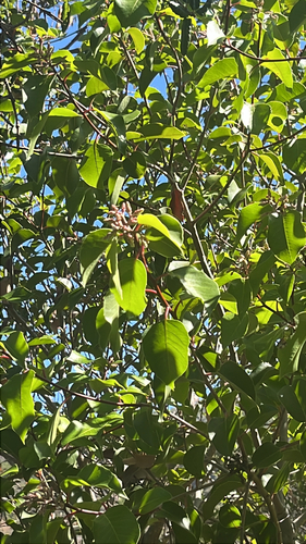iNaturalist observation photo of sugar bush