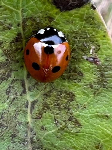 Seven-spotted Lady Beetle