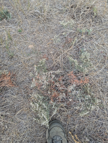 Eriogonum effusum, photograph 6
