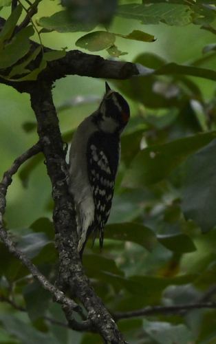 Downy Woodpecker