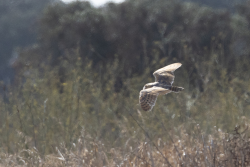 Western Barn Owl